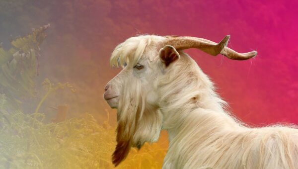 Be the Greatest of All Time: Take Action for Goats