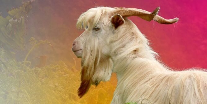 white goat with long hair and red and orange background