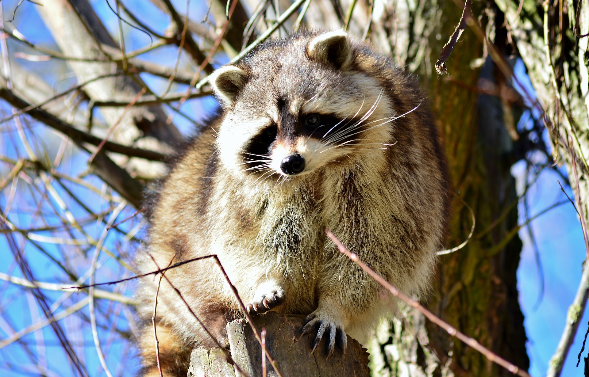 Raccoon perched on a fence post
