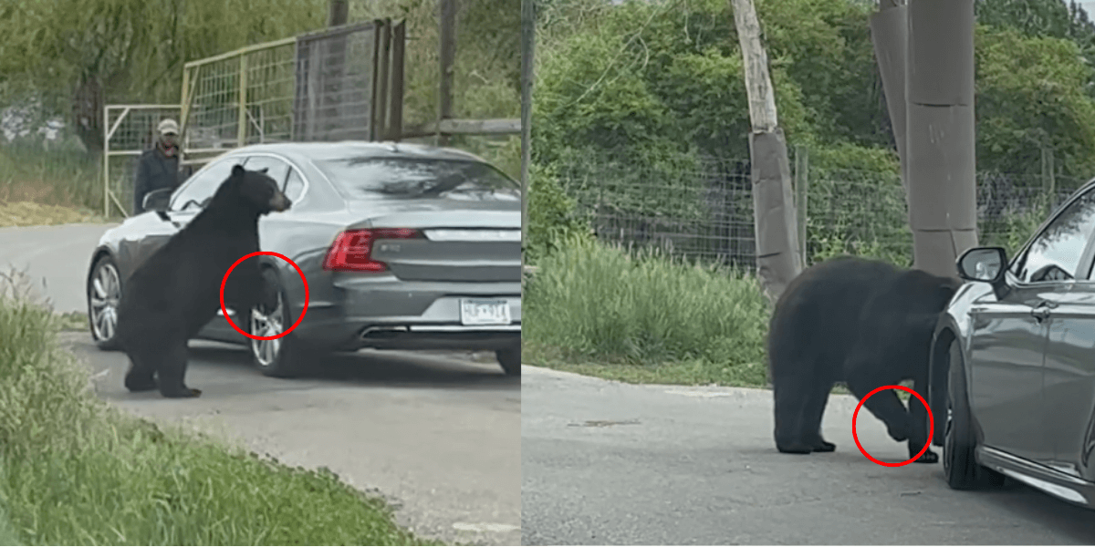 black bear approaches car and appears to limp and avoid using his right front leg after coming into contact with the vehicle
