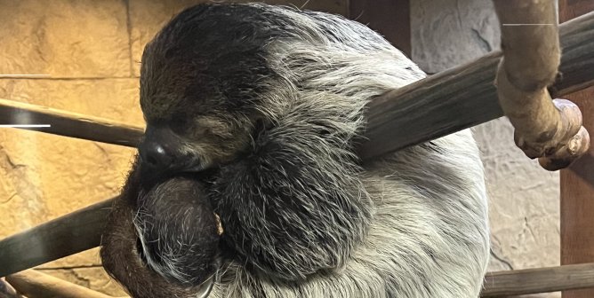 a sloth curled around a piece of wood in an enclosure