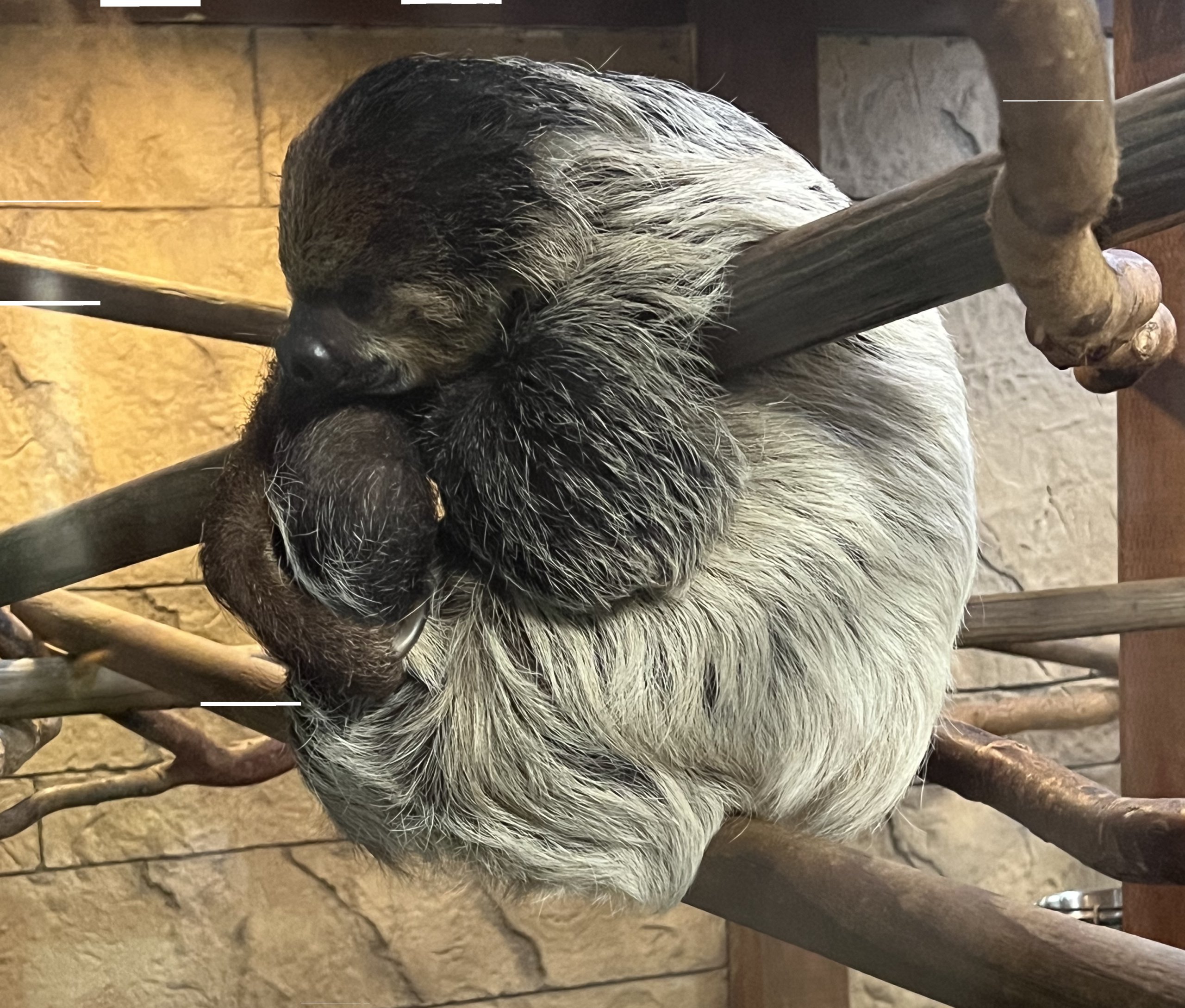a sloth curled around a piece of wood in an enclosure