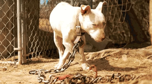 Images of dogs chained outside
