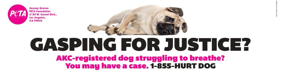 Gasping For Justice? (AKC)