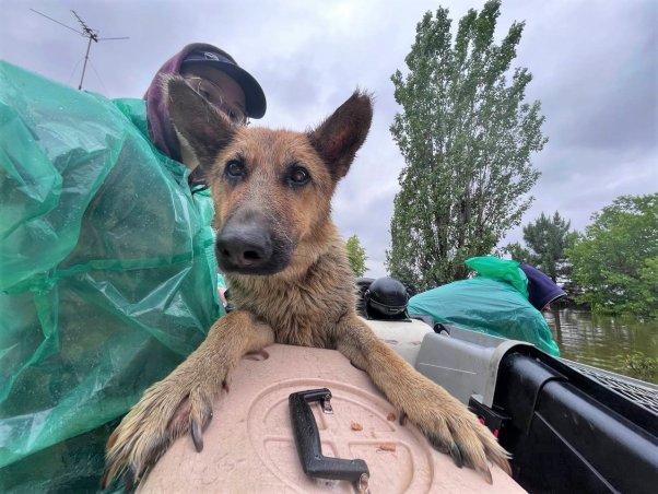 ARK rescuer and dog in boat during rain