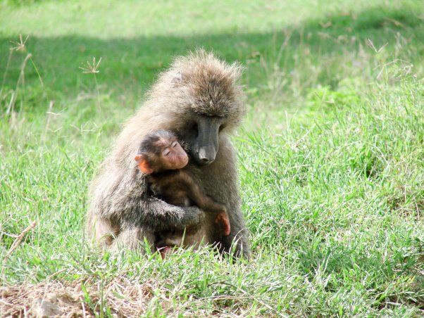 Baboon with baby in grass in natural habitat