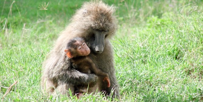 Baboon with baby in grass in natural habitat