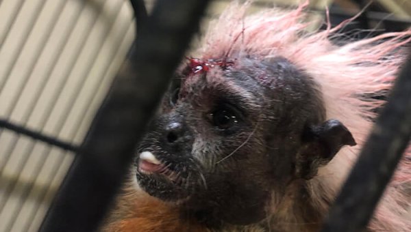 Marmoset Electrocuted, Animals Denied Veterinary Care—Take Action Now!