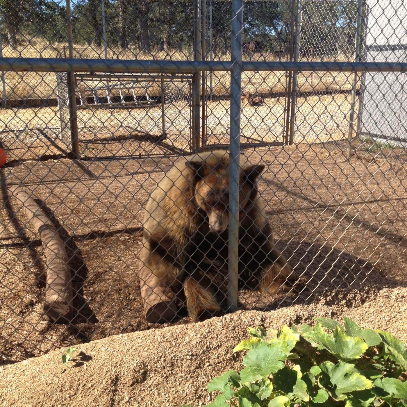 a large brown bear sitting down in a small, dirt-floor cage