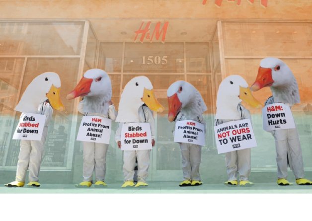‘Feather-Free Friday’ Actions Worldwide Were a Wake-Up Call for H&M