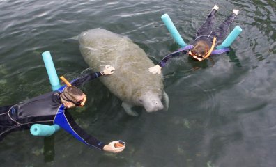 Whatever Your Florida Plans Are, Don’t Swim With Manatees!