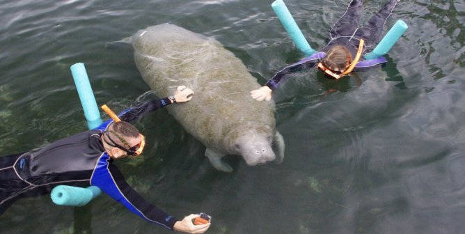 two humans on a swim with manatees, surrounding and touching the manatee