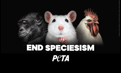 ¿Perro o Pollo? PETA Latino Says There’s No Difference