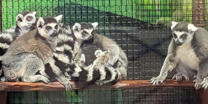 ring tailed lemurs confined at San Antonio Aquarium