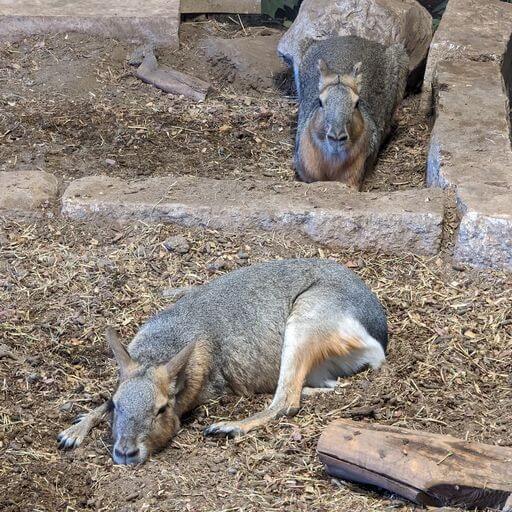 Patagonian cavies confined and lying down