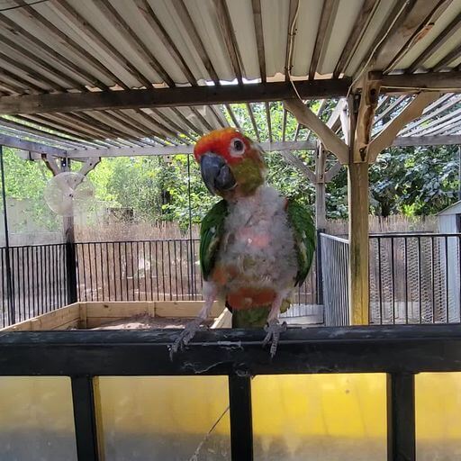 conure bird with feather loss confined at San Antonio Aquarium