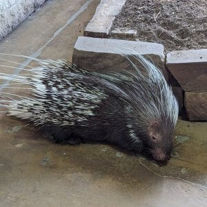 porcupine confined at San Antonio Aquarium