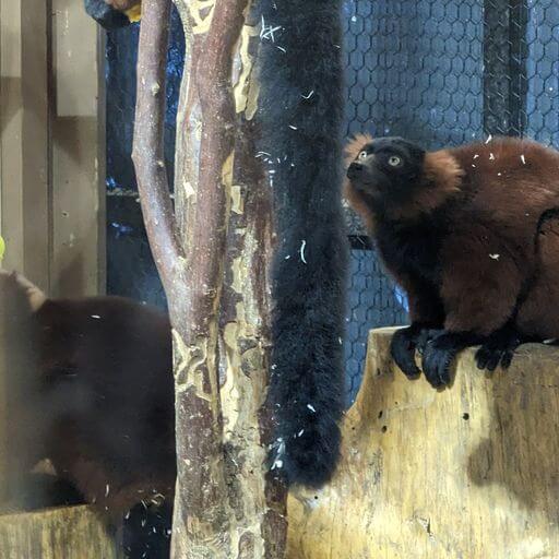red ruffed lemur confined and looking up