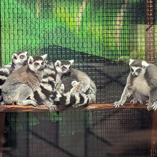 ring tailed lemurs confined at San Antonio Aquarium