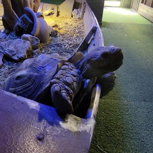 tortoise attempting to climb out of confinement at San Antonio Aquarium