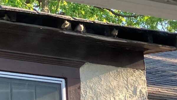 Urge Property Management Company to Free Trapped Squirrels!