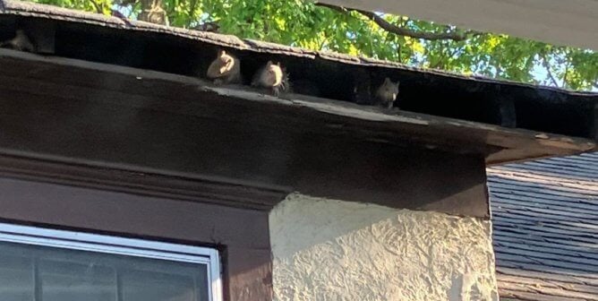 Urge Property Management Company to Free Trapped Squirrels!
