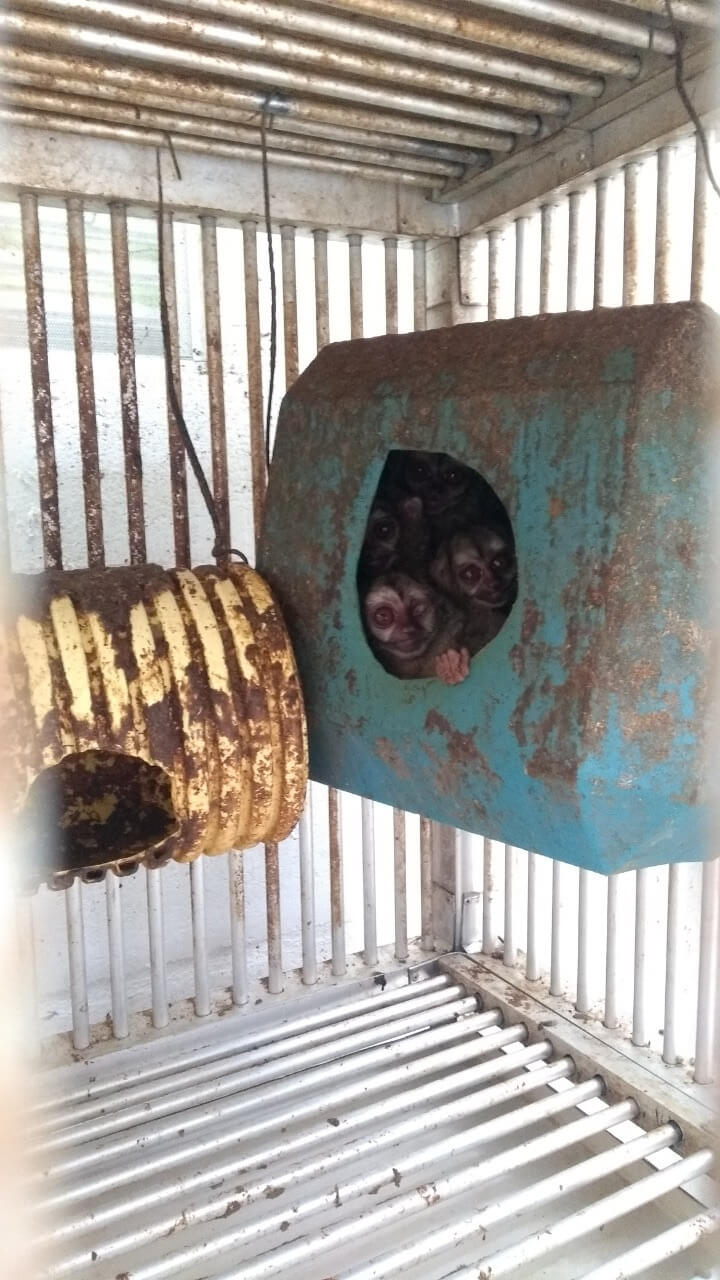 Two monkeys peer out from a rusty container in a dilapidated enclosure