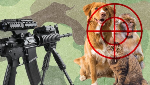U.S. Army Resumes Gruesome Animal Testing With Weapons