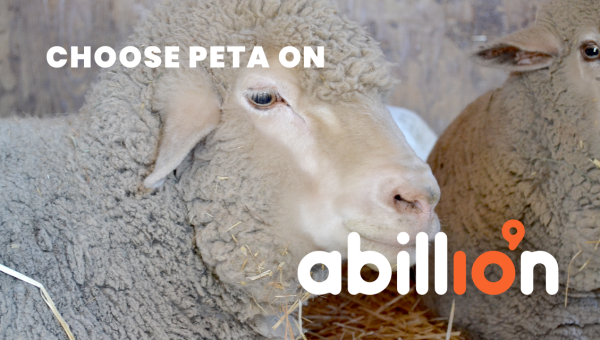 Photo of sheep with text that reads choose peta on abillion