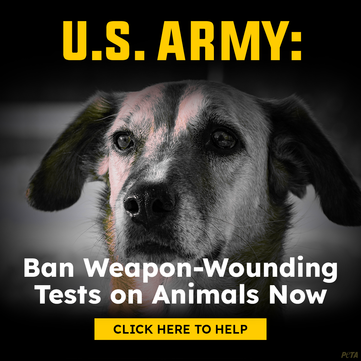 Photo of a dog looking at the viewer. Text reads US Army Ban Weapon wounding tests on animals now