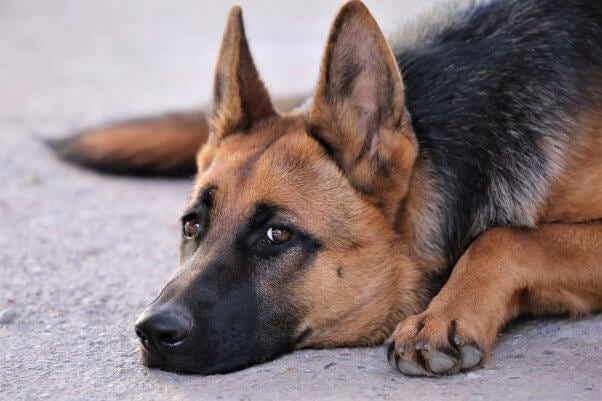 german shepherd dog is walked by guardian