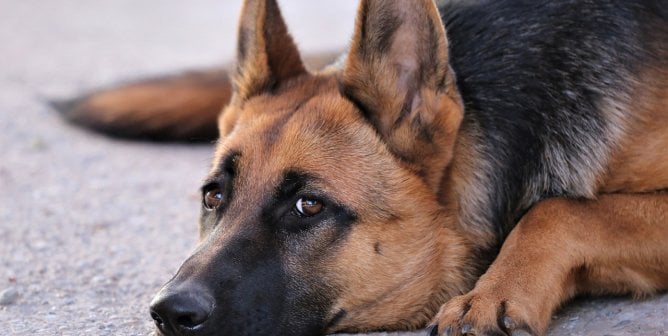 german shepherd dog is walked by guardian