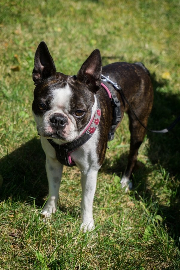 boston terrier wearing a harness standing in grass