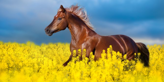 Progress! Lifesaving Racetrack Changes That Passed, Thanks to PETA