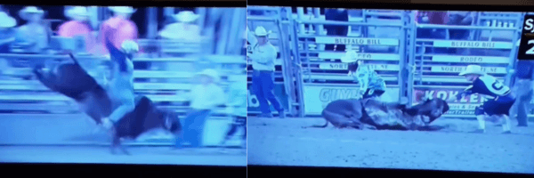 (left) a bull attempts to buck a rider off of his back (right) bull is apparently incapacitated and writhes on the ground