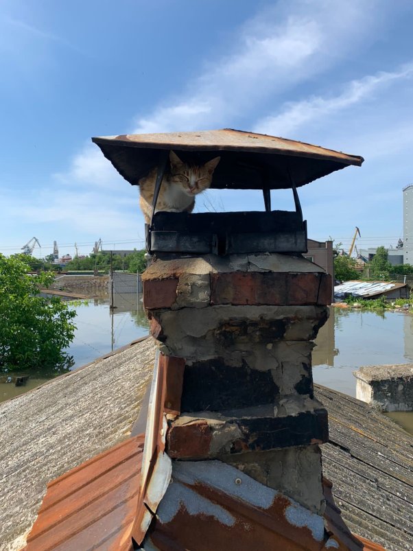 cat on roof in flood in ukraine