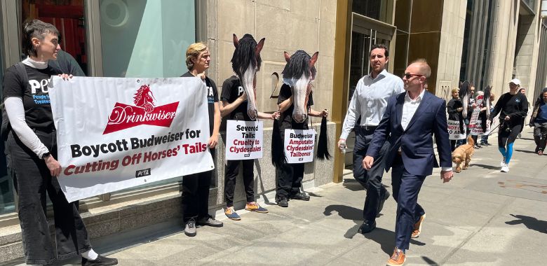 Protesters Blast Anheuser-Busch InBev Over Budweiser’s Mutilated Clydesdales