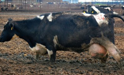 Dairy Month?! No Whey! PETA Takes Pride in Posting Ads to Help Cows in June