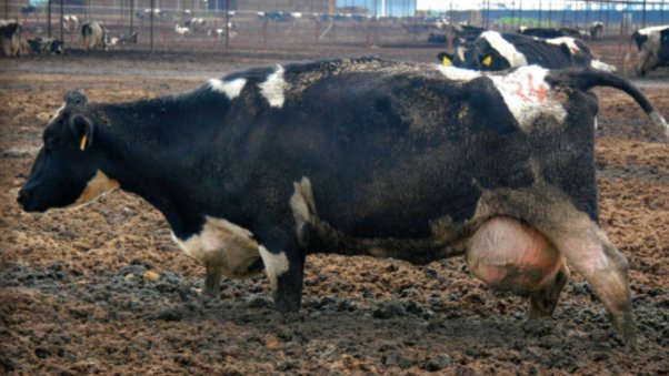 cow used for dairy mired in manure to show cruelty behind Dairy Month