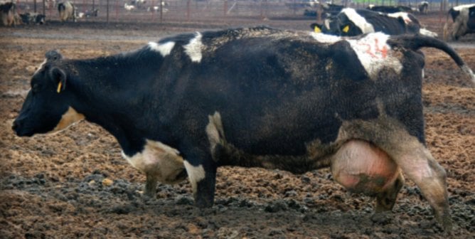 cow used for dairy mired in manure to show cruelty behind Dairy Month