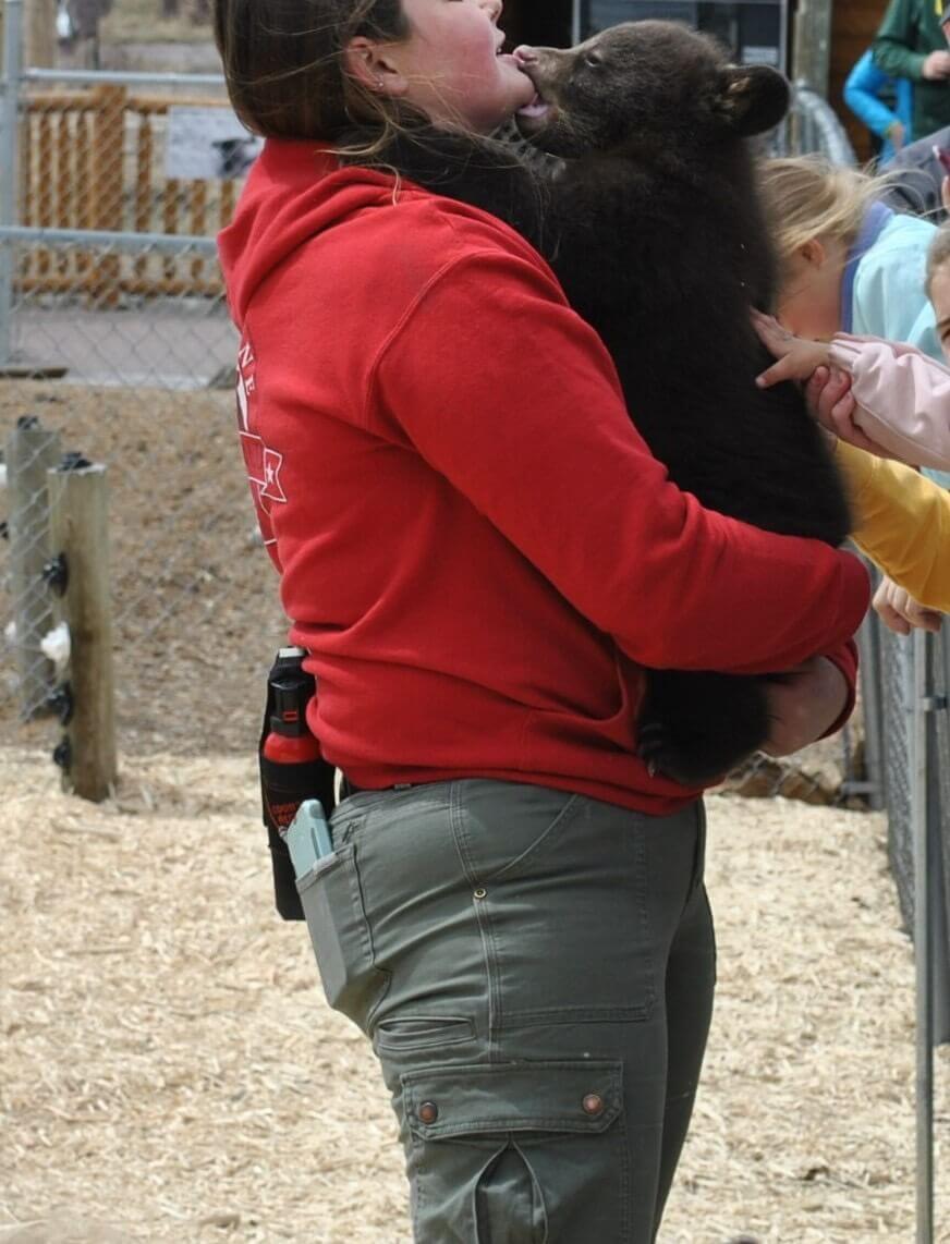 Seeking comfort, this cub tried to suckle while being held in an unnatural position and forced to endure touching and handling by a crowd of visitors at an event at Yellowstone Bear World. (Photo taken by a member of the public in April 2022)