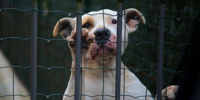 Dog looks at camera from behind a cage wall