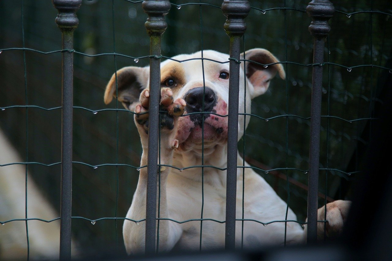 Dog looks at camera from behind a cage wall