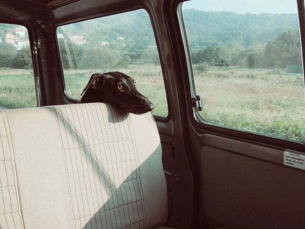 dog in a hot car