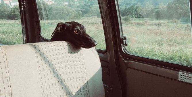 dog in a hot car