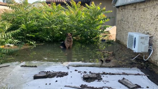 dog in flooded water ukraine