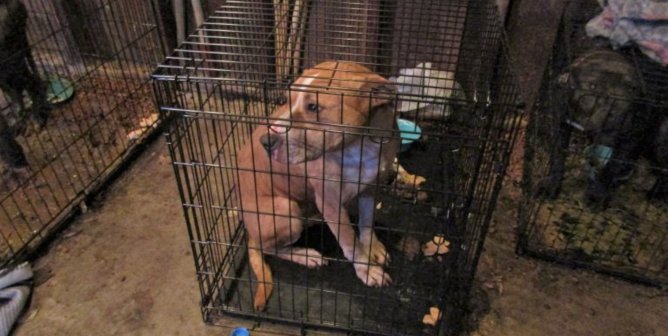 Cruel, Seedy, and Greedy: Comparing Animal Hoarders, Roadside Zoos, and Puppy Mills