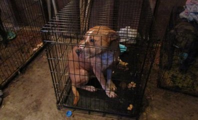 Cruel, Seedy, and Greedy: Comparing Animal Hoarders, Roadside Zoos, and Puppy Mills