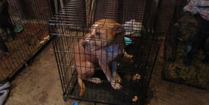 crime scene photo of dogs crammed by animal hoarders in cages and linked to a "no-kill" shelter