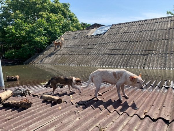 dogs on roof flooding ukraine